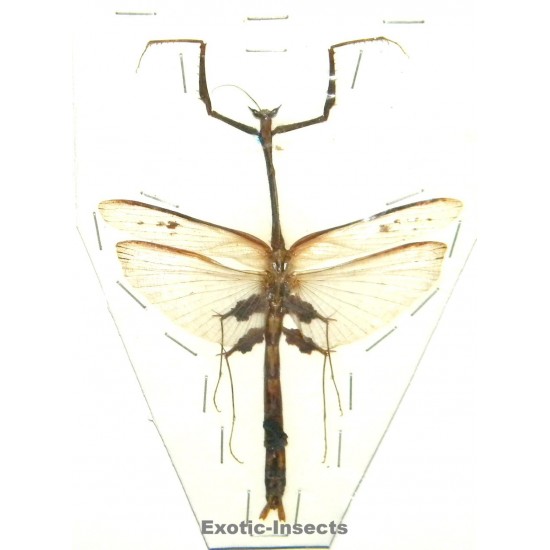 Toxodera hauseri OPEN WINGS