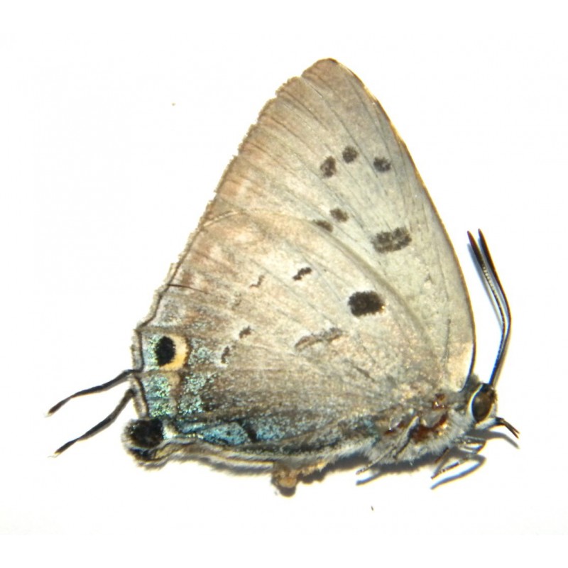 Deudorix cleora