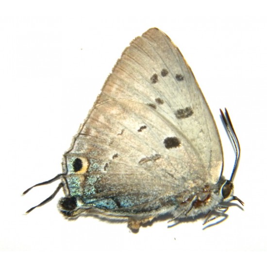 Deudorix cleora