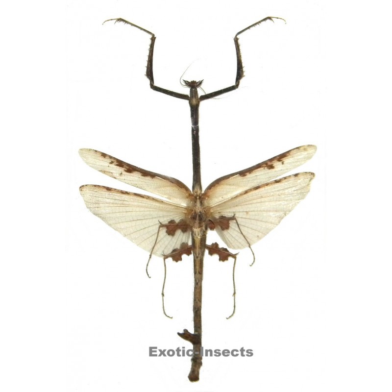 Toxodera integrifolia
