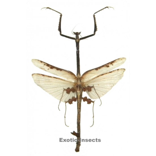 Toxodera integrifolia
