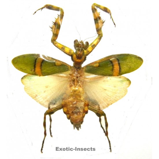 Mantodae sp.39