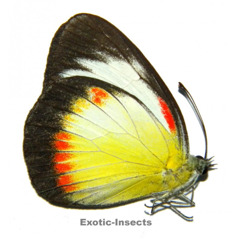 Cepora abnormis f.euryxantha