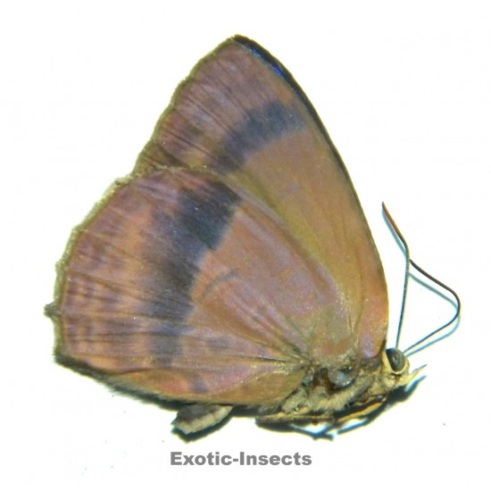 Arhopala fulla babsi