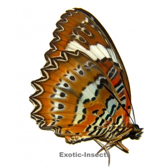 Cethosia penthesilea penthesilea