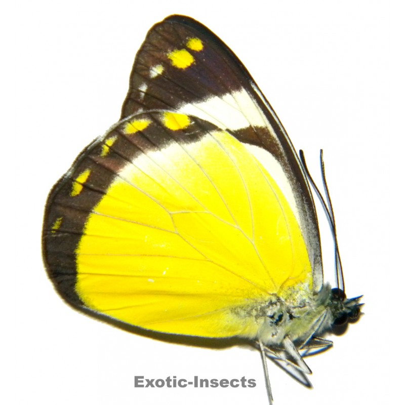 Delias enniana reducta