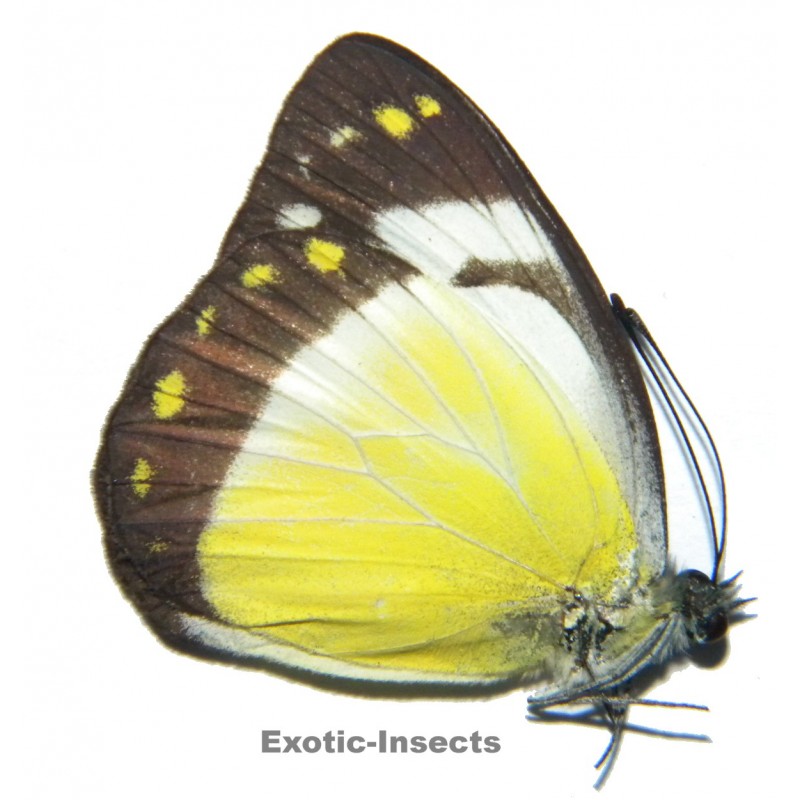 Delias enniana reducta