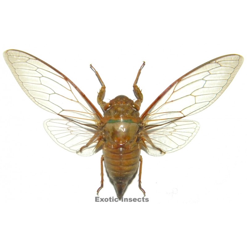 Cicadidae sp.06