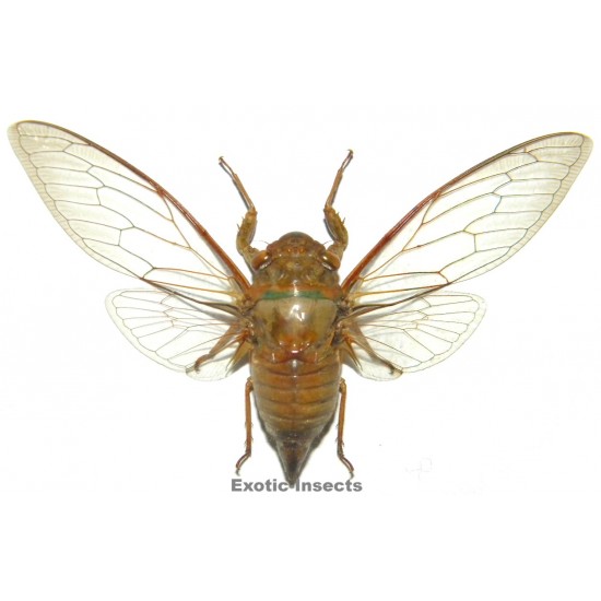 Cicadidae sp.06