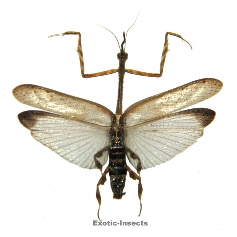 Ceratocrania macra