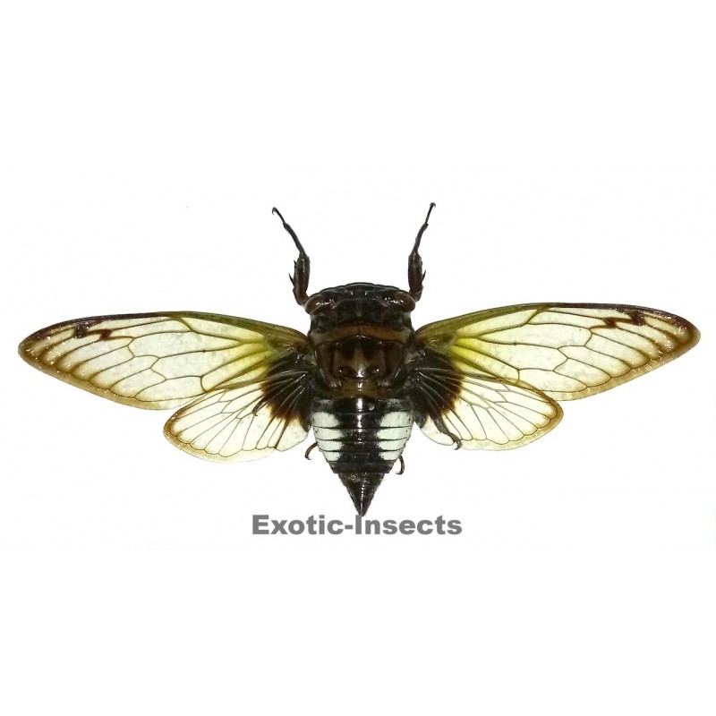 Cryptotympana acuta
