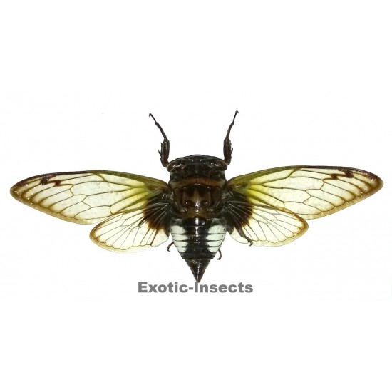 Cryptotympana acuta