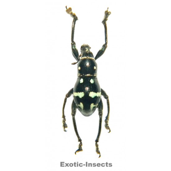 Metapocyrtus (Orthocyrtus) tboli  FORM 02