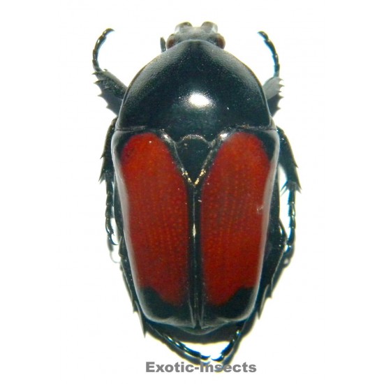 Dilochrosis balteata