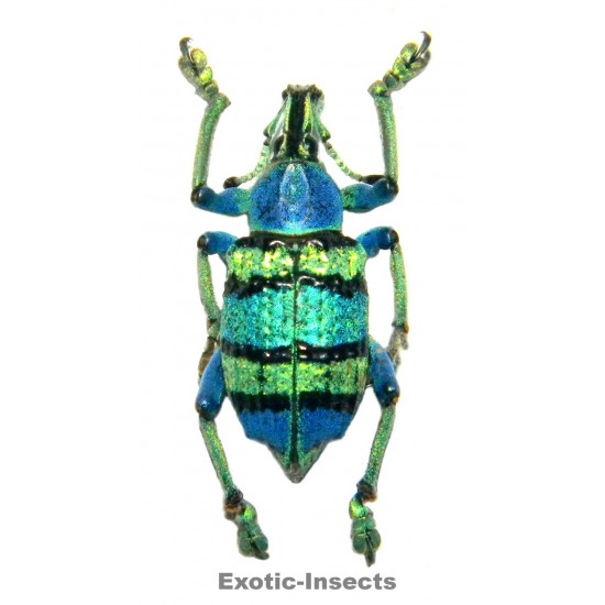 Eupholus schoenherri