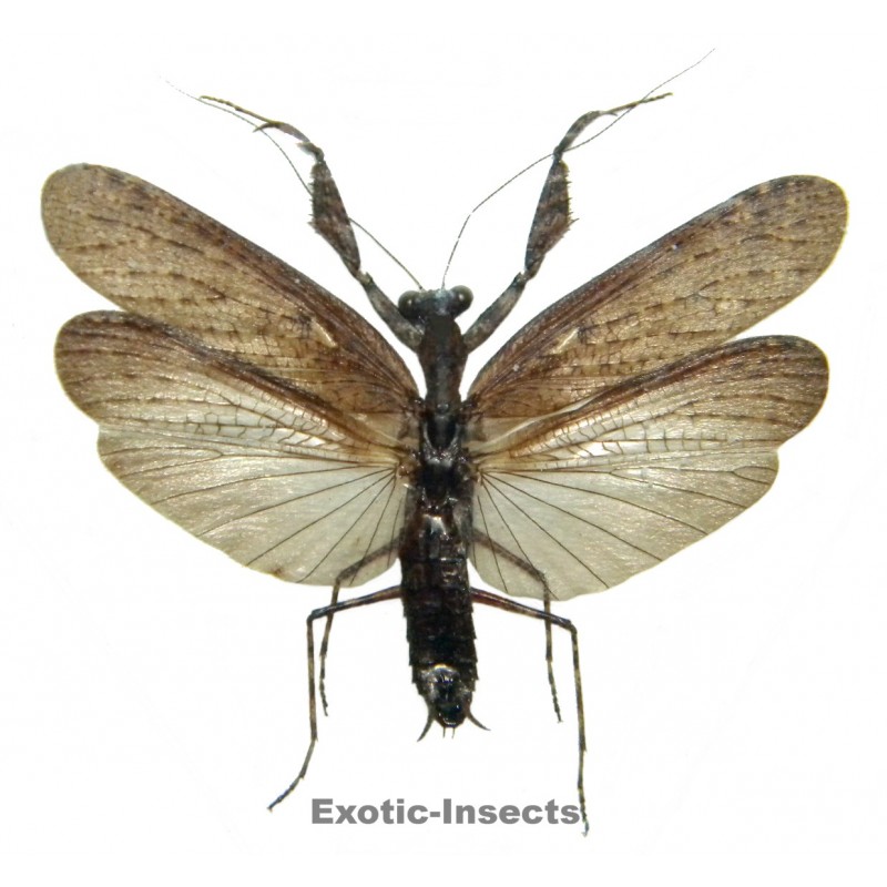 Mantodae sp.50