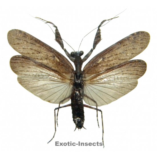 Mantodae sp.50