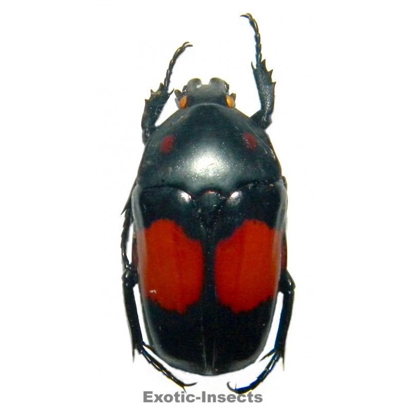 Dilochrosis balteata  FORM 02