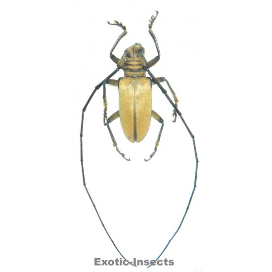 Nemophas tomentosus  (20-24mm)