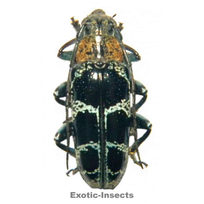 Tmesisternus politus