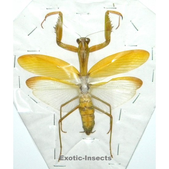 Hierodula membranacea  YELLOW FORM