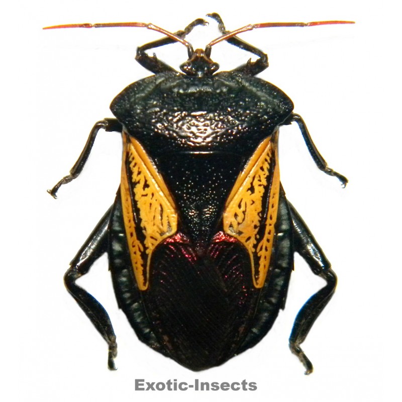 Oncomeris flavicornis flavicornis