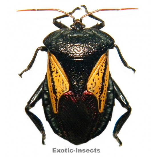 Oncomeris flavicornis flavicornis