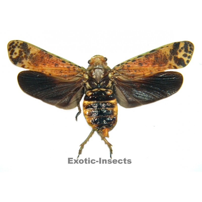 Polydictya lombokana