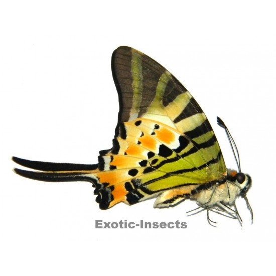 Pathysa antiphates alcibiades