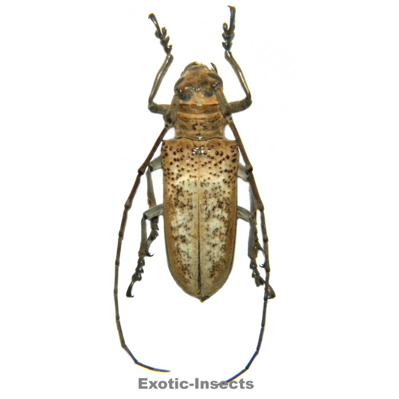 Apriona herlinae  SPECIMEN 07