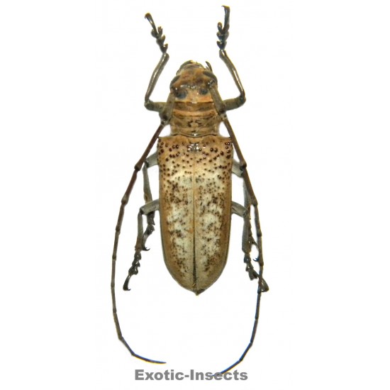 Apriona herlinae  SPECIMEN 07