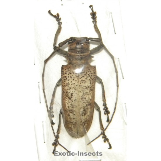 Apriona herlinae  SPECIMEN 06