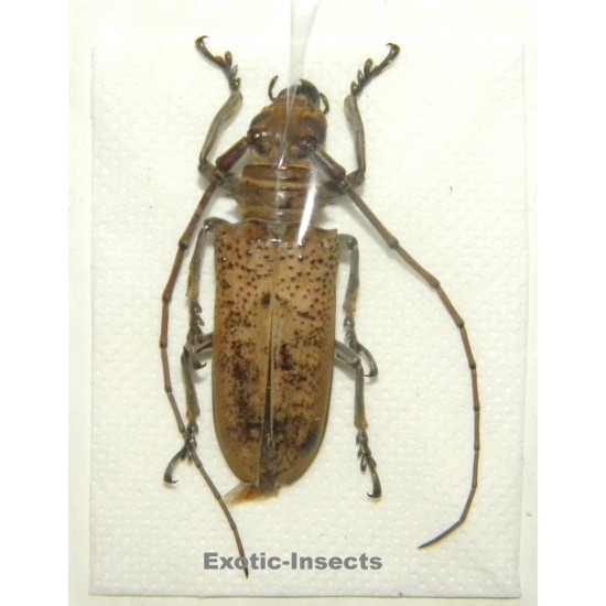 Apriona herlinae  SPECIMEN 05