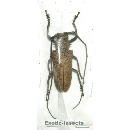Apriona herlinae  SPECIMEN 04