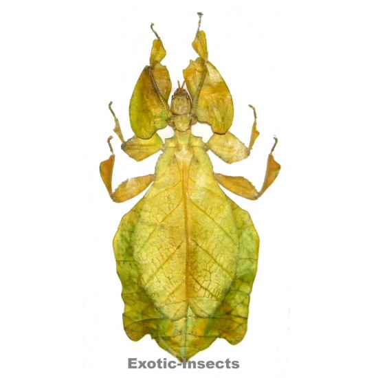 Pulchriphyllium bhaskarai  YELLOW FORM