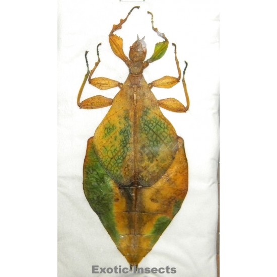 Rakaphyllium schultzei  SPECIMEN 02