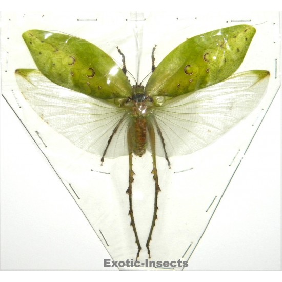 Ancyclecha fenestrata