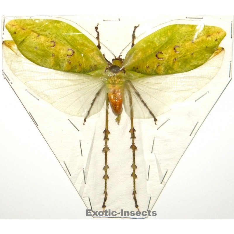Ancyclecha fenestrata