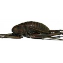 Rhaphidophora sp.01