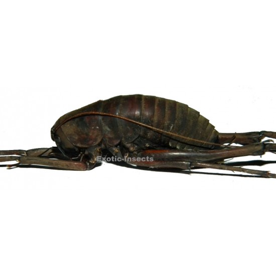 Rhaphidophora sp.01