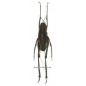 Rhaphidophora sp.01
