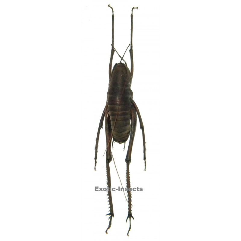 Rhaphidophora sp.01