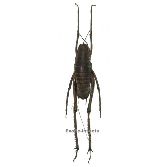 Rhaphidophora sp.01