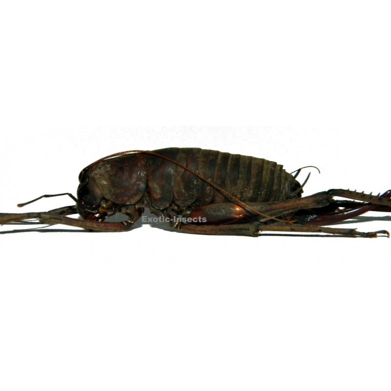 Rhaphidophora sp.01