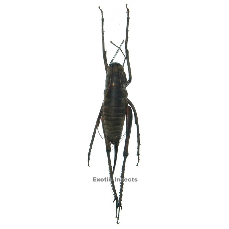Rhaphidophora sp.01