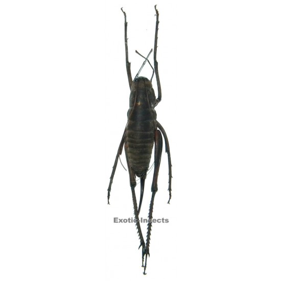 Rhaphidophora sp.01