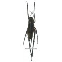 Rhaphidophora sp.01