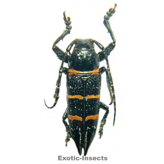 Cerambycidae sp.05