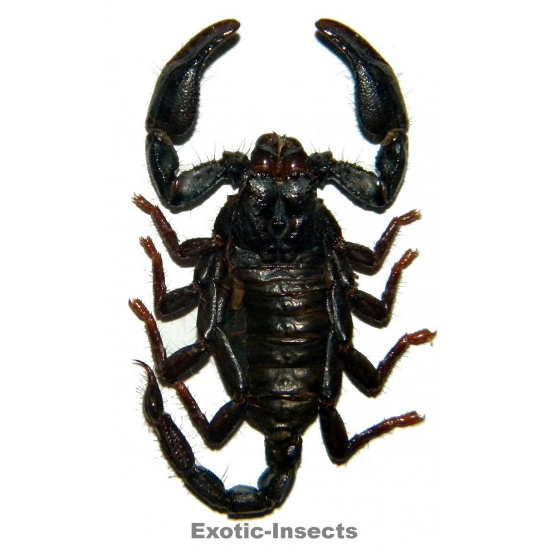 Scorpiones sp.08
