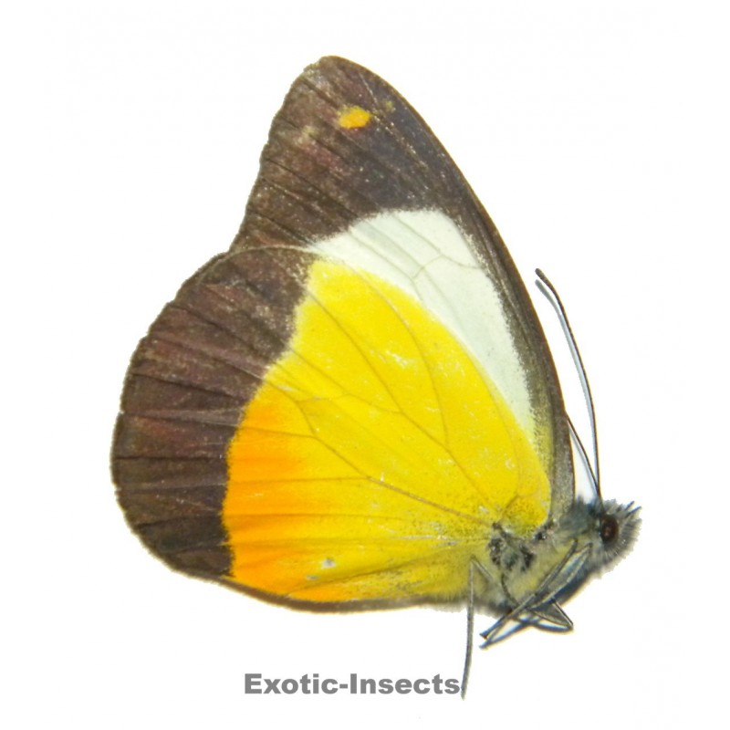 Delias gabia naokoae